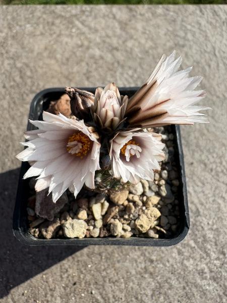 Turbinicarpus ysabelae